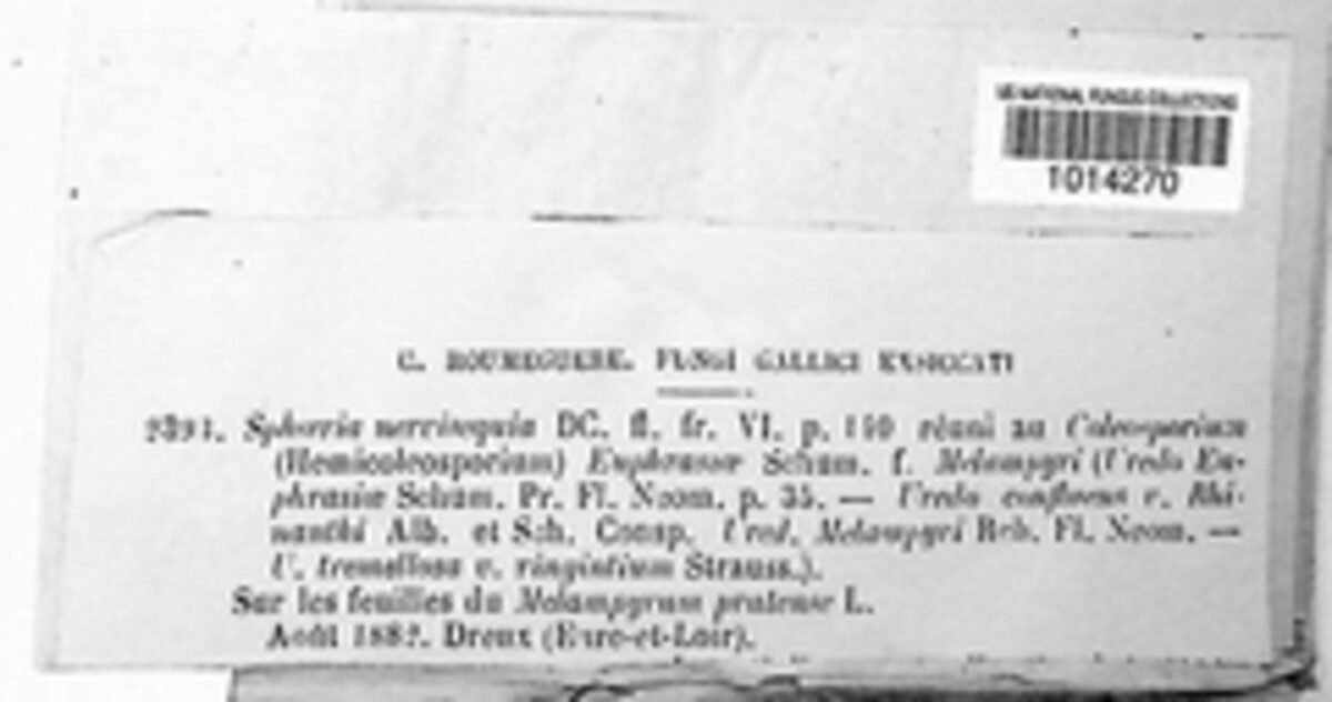 Phyllachora americana image